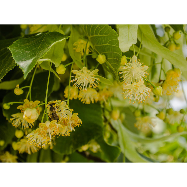Tilia Tomentosa (Zilverlinde)