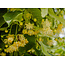 Tilia Tomentosa (Zilverlinde) 100 ml