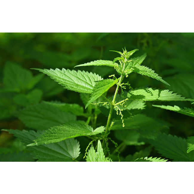 Urtica Dioica (Grote Brandnetel)