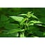 Urtica Dioica (Grote Brandnetel) 100 ml