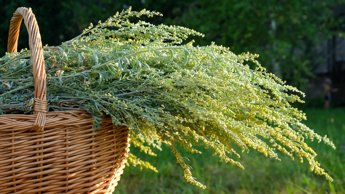 Artemisia annua - Sanitas Verde