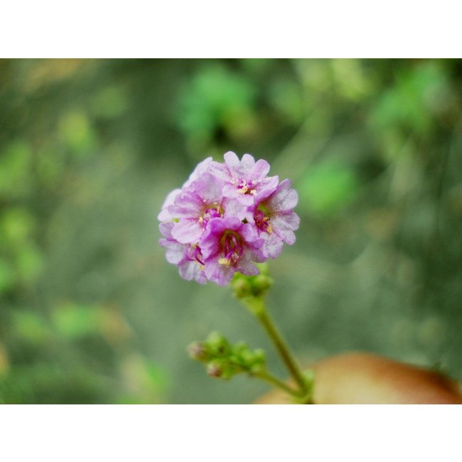 Boerhavia Diffusa Extract (Punarnava) Extract  90 Vegan Capsules (500 mg)