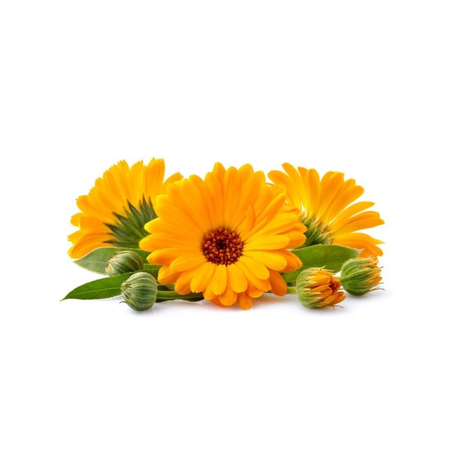 Calendula Extract  500 mg  Traditional herb  90 vegan capsules