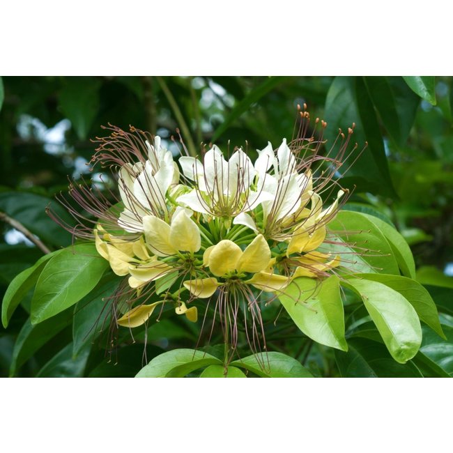 Crateva Religiosa Extract 90 vegan capsules 500 mg  Natural support for bladder and kidney function*