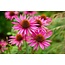 Echinacea Extrakt – 500 mg – Traditionelles Kraut – 60 pflanzliche Kapseln