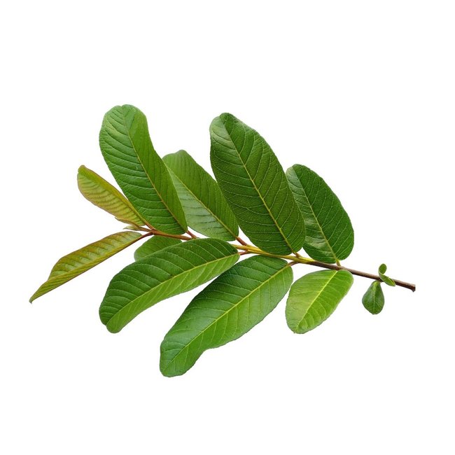 Guava Leaf Extract 90 Vegan Capsules 500 mg Supports Digestion and Immunity*