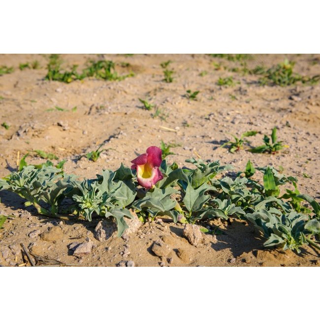 Devil’s Claw Extract 90 vegan capsules 500 mg  Supports flexible joints and muscles*