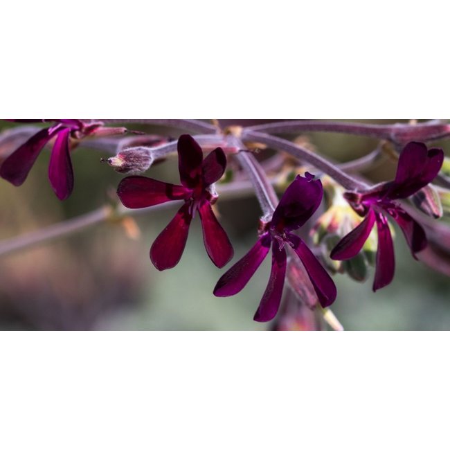 Pelargonium Sidoides Tinktur 100 ml  Natürliche Unterstützung für Atemwege und Immunsystem*