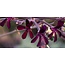 Pelargonium Sidoides Tinktur 100 ml  Natürliche Unterstützung für Atemwege und Immunsystem*