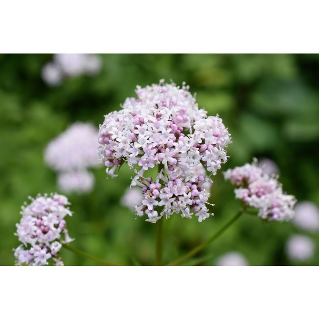 Valeriana officinalis Tinctuur 100 ml