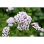 Valeriana officinalis Tinctuur 100 ml