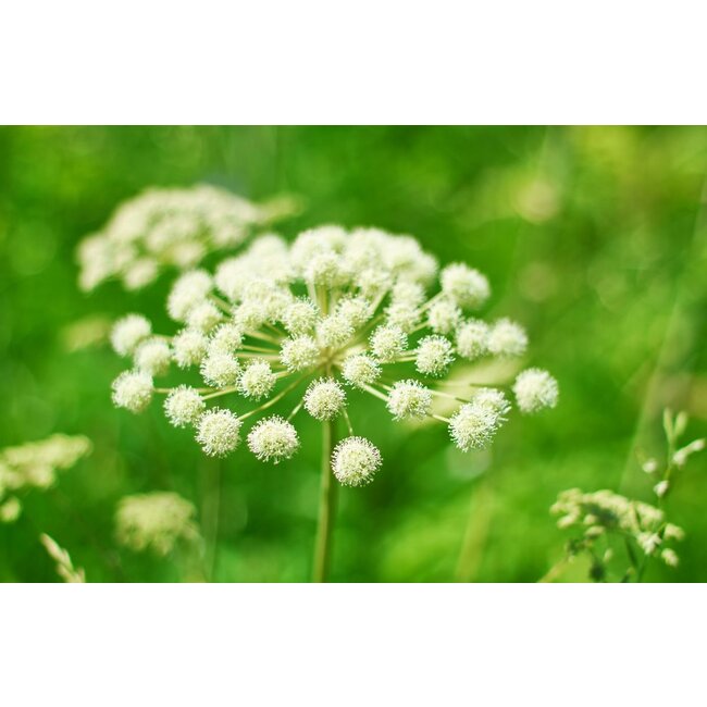 Colon Support 90 vegan capsules 500 mg  Supports digestive health and bowel regularity*