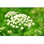 Darm Ondersteuning – Psylliumvezels, plantenextracten & melkzuurbacteriën – 60 vegetarische capsules