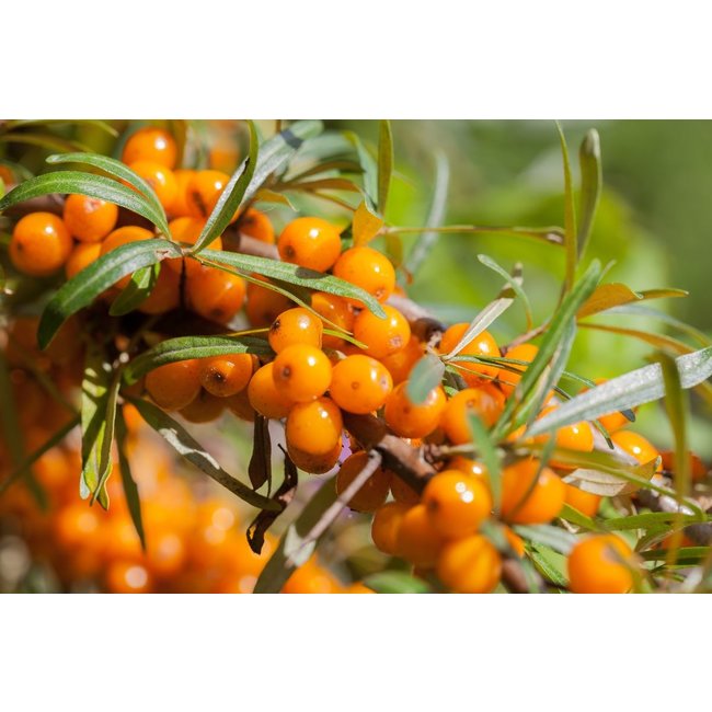 Resveratrol  with black grape rosehip sea buckthorn berry and Japanese knotweed in 90 vegan capsules