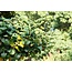 Guggul (Commiphora Wightii) Extrakt  400 mg  60 vegan Kapseln