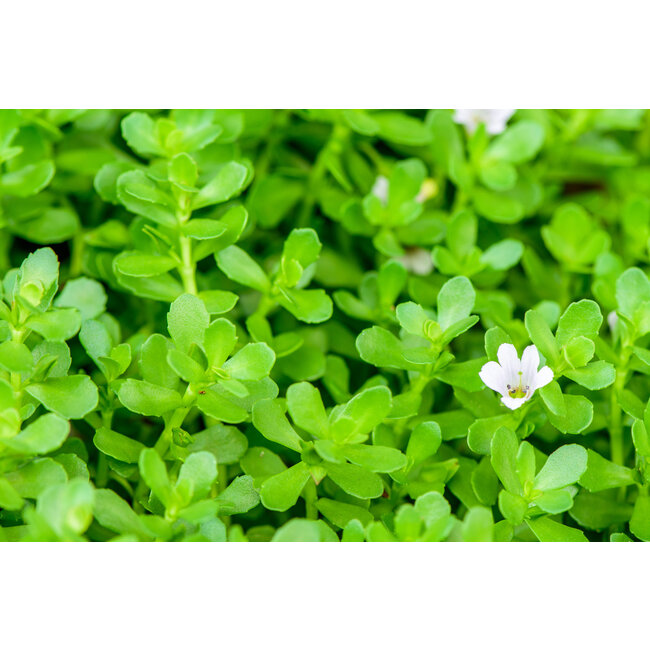 Brahmi Extract 90 vegan capsules 500 mg  Ondersteuning van geheugen, concentratie en mentale balans*