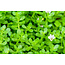 Brahmi Extrakt 90 vegane Kapseln 500 mg  Unterstützung von Gedächtnis, Konzentration und geistigem Gleichgewicht*