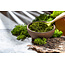Chlorella Extract – 500 mg – Groene microalg – 60 plantaardige capsules