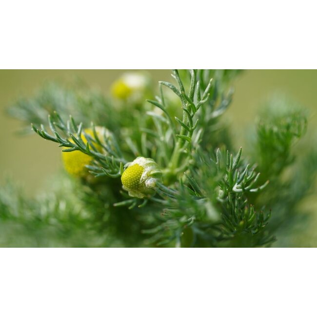 Enzym Support 90 Vegan Capsules à 500 mg  Spijsverteringsenzymen voor een gezonde vertering en opname van voedingsstoffen*