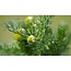 Enzym Unterstützung – Bromelain, Papain, Digezyme® & Betain HCl – 60 Kapseln