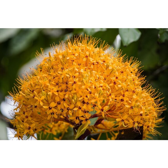 Menofem 90 vegan capsules Ayurvedische kruidenformule ter ondersteuning van hormonale balans en overgang