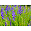 Scutellaria Extrakt Unterstützung des Immunsystems und der natürlichen Balance 60 vegane Kapseln 500 mg