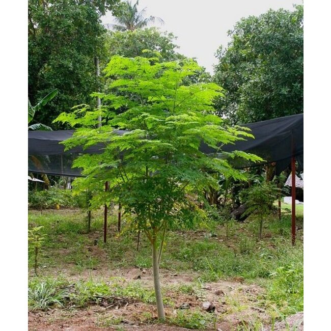 Moringa Oleifera Öl 100ml– 100% natürliche Pflege für Haut & Haar - Copy