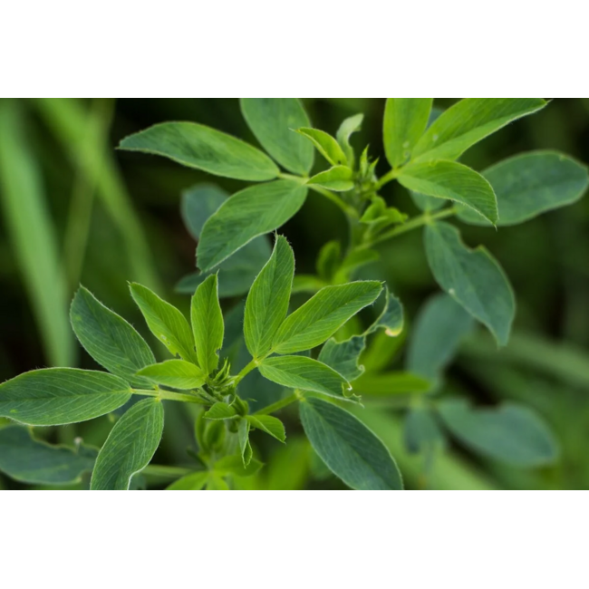 Alcacomplex 90 vegane Kapseln mit Alfalfa Gerste und Weizenkeimextrakt für natürliche Energie und Vitalität