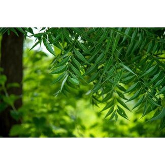 Sanitas Verde Neem Olie 200ml