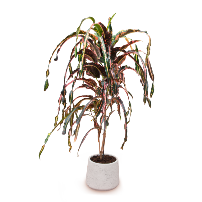 Dreadlocks Croton Codiaeum Variegatum Limited Leaves Limited Leaves