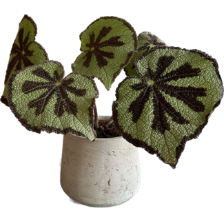 Begonia Masoniana Kale