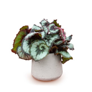 Begonia Rex Escargot
