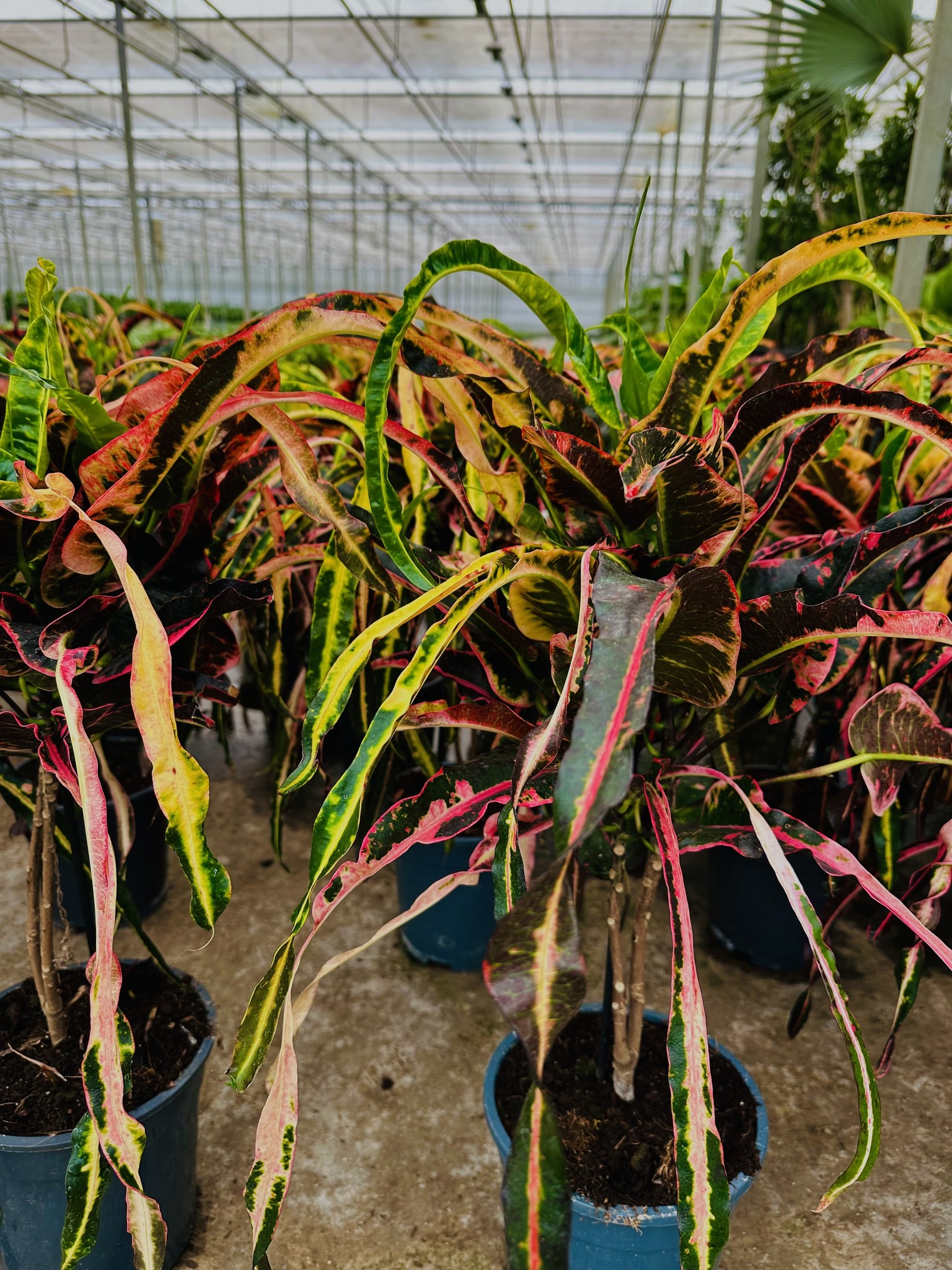 Dreadlocks Croton Codiaeum Variegatum Limited Leaves Limited Leaves