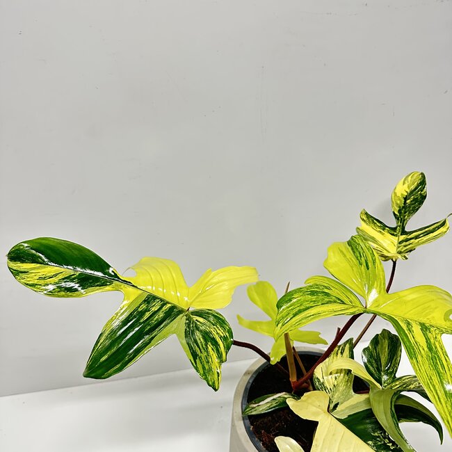 Florida Beauty Variegata Ø19