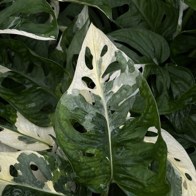 Adansonii Tricolor Variegata Ø14