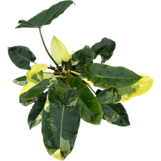 Philodendron Burle Marx Variegata ø14