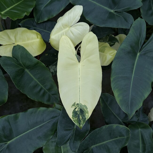 Burle Marx Variegata ø14