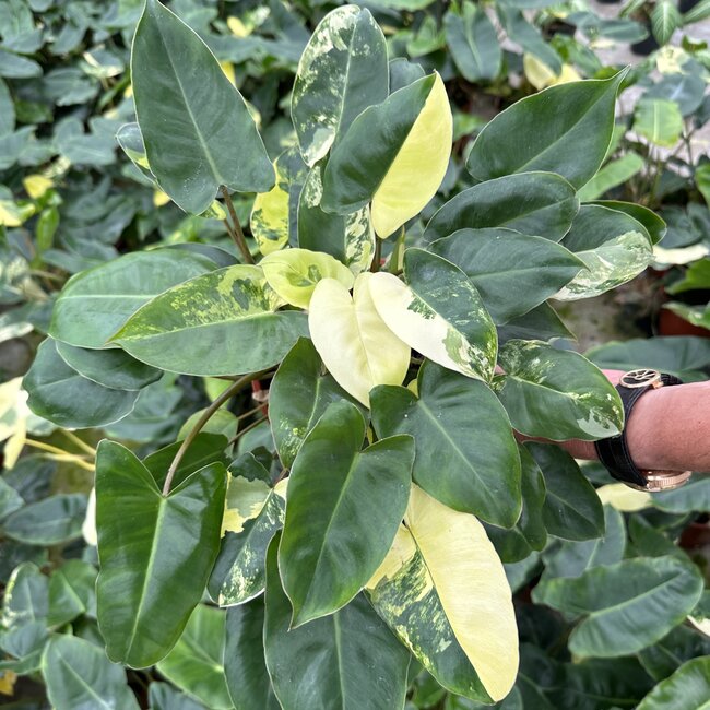 Burle Marx Variegata ø14