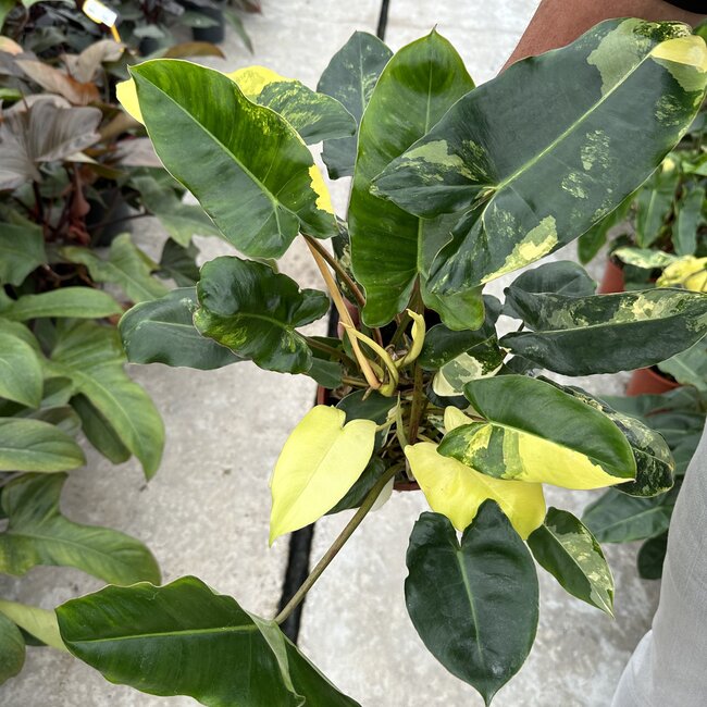 Burle Marx Variegata ø14