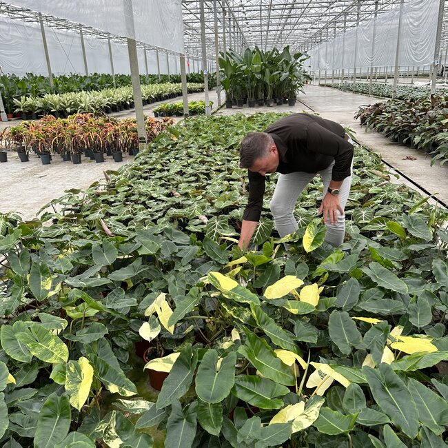 Burle Marx Variegata ø14