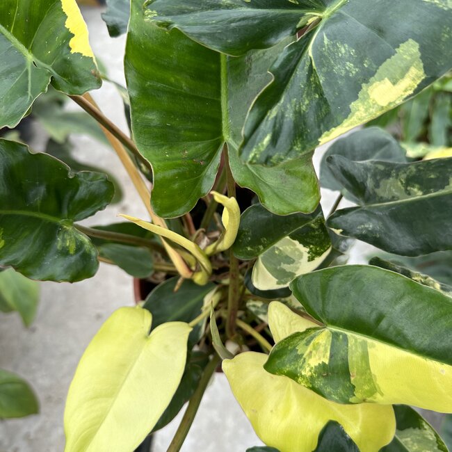 Burle Marx Variegata ø14