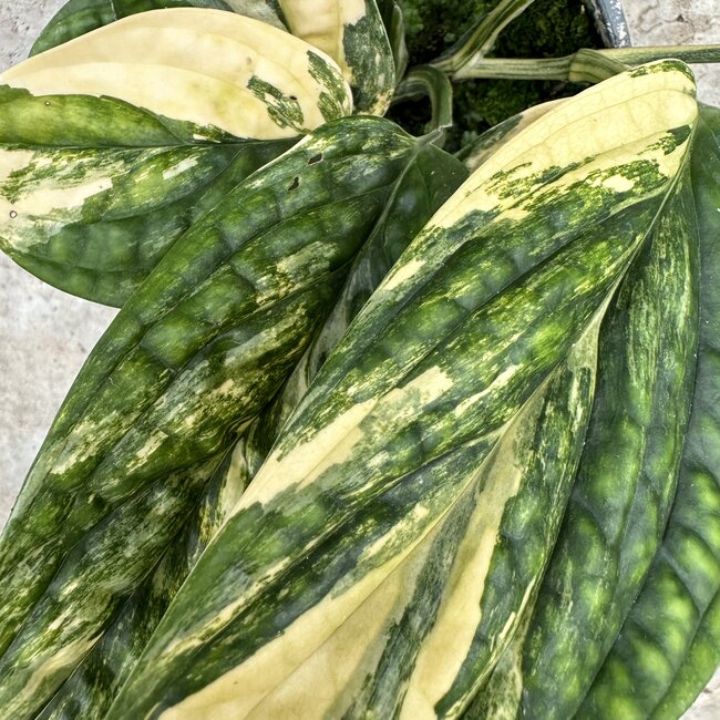 Karstenianum / Peru Variegata Ø14
