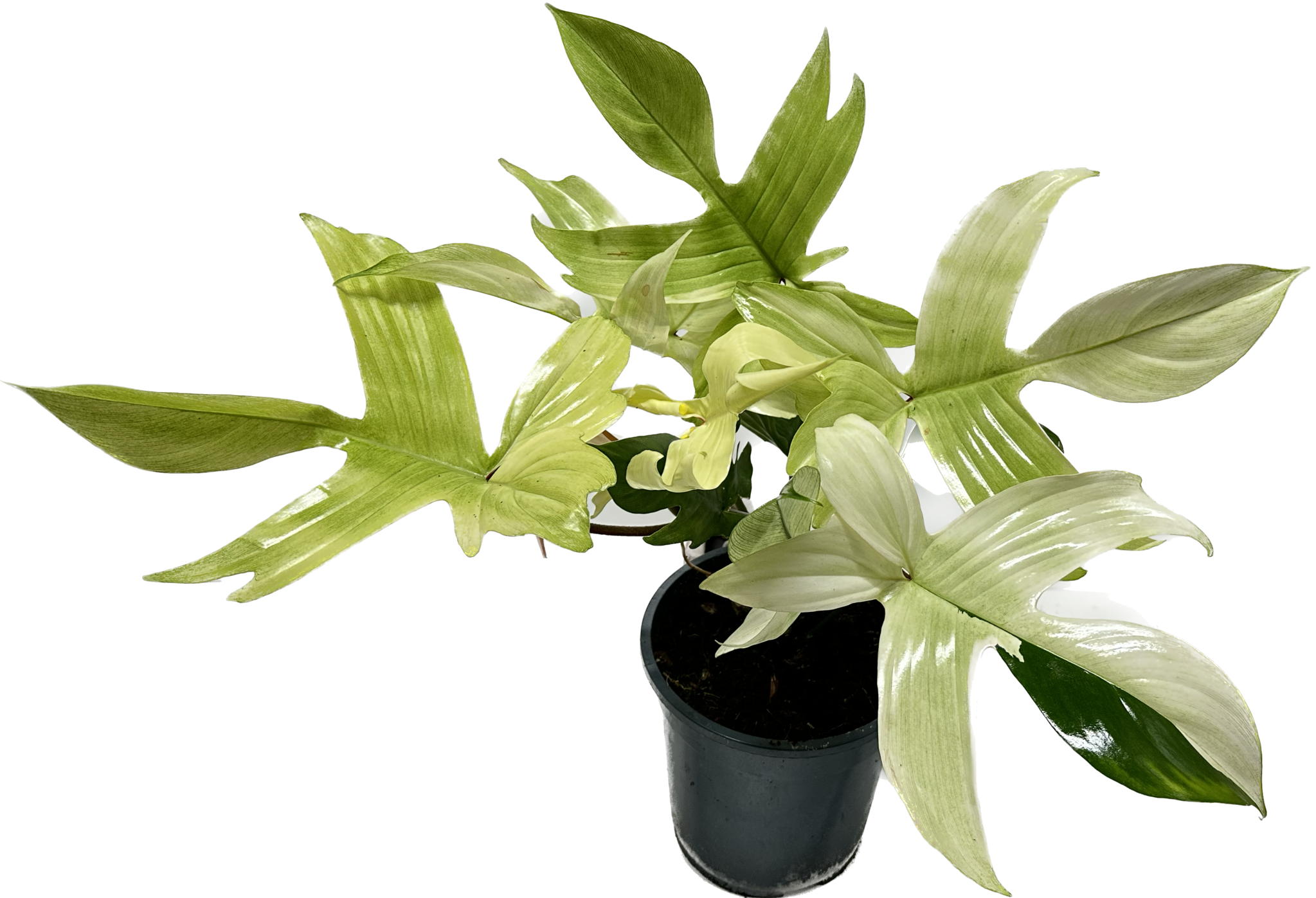 Philodendron Florida Ghost Mint variegated 3 leaf – Leafy