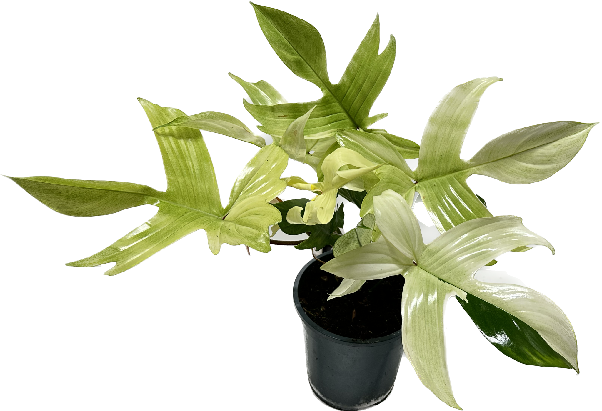 Philodendron Florida Ghost Mint Limited Leaves Limited Leaves