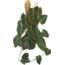 Melanochrysum
