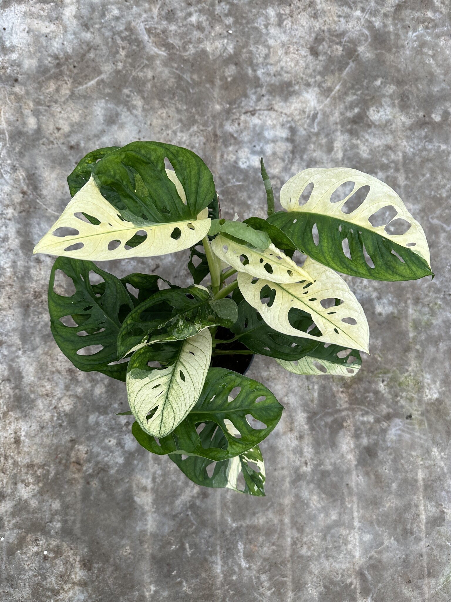 マドカズラ斑入り Monstera adansonii variegated 【公式通販】