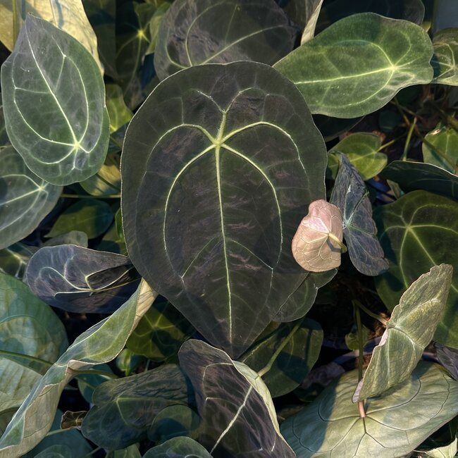 Forgetii Dark Form Ø19