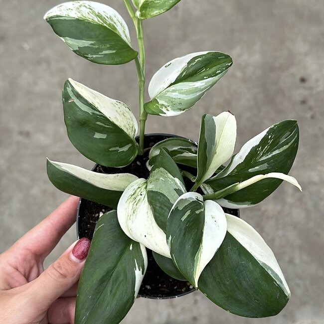 Treubii Moonlight Variegata Ø12