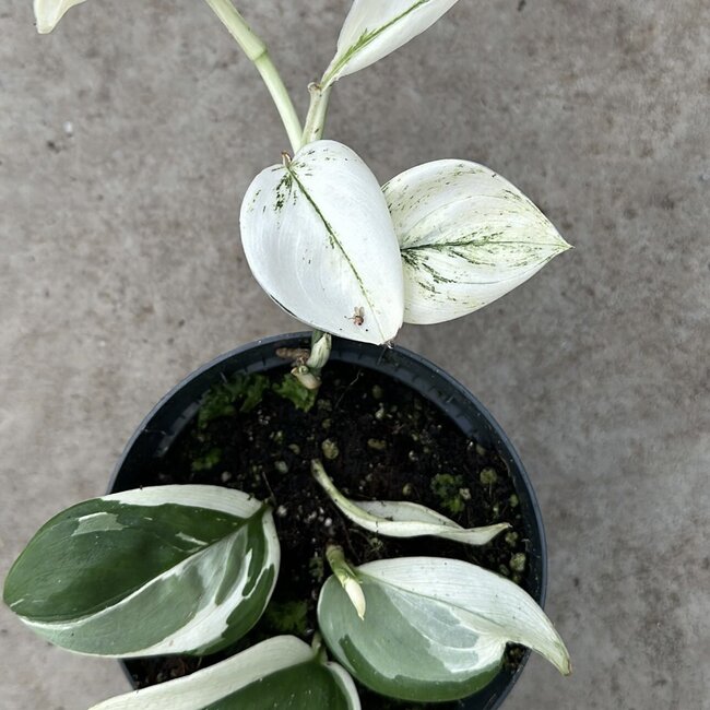 Treubii Moonlight Variegata Ø12