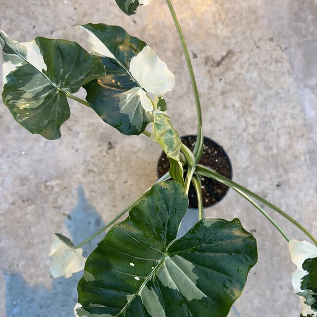 Odora Okinawa Silver Variegated Ø14